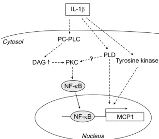 Figure 6.  Schematic representation of the signaling pathway of IL-1β-in- IL-1β-in-duced MCP1 expression in HASMCs