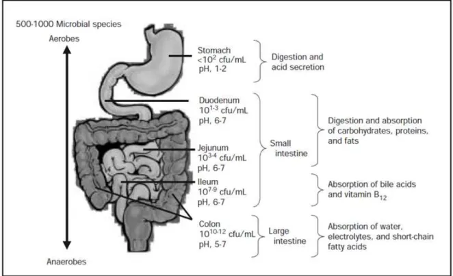 Fig. 1. Key physiologic and microbiological features of the gut [21]. Relative concentrations of bacteria and the pH at various locations within the adult gut are also noted