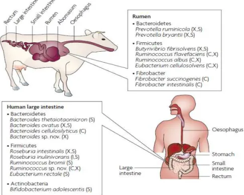 Fig. 2. Polysaccharide-degrading bacteria in the ruminant and human gastrointestinal tracts [27]