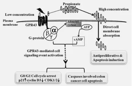 Fig. 4. Schematic representation of the proposed role of GPR43 as a functional tumor suppressor in colon cancer [80]