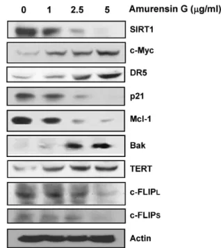 Fig. 2. Enhancement of the cell-surface expression of DR5 by inhibition of SIRT1. A, MCF-7 cells were transfected with SIRT1 siRNA or scrambled siRNA