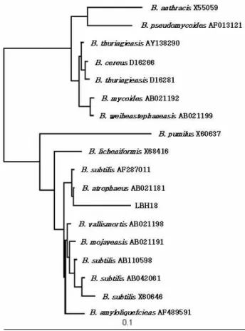 Fig. 1. Neighbour-joining tree based on 16S rDNA sequences of Baillus atrophaeus . Numbers at the nodes indicate the levels of bootstrap support based on a  neighbour-joing analysis of 1,000 resampled dataset