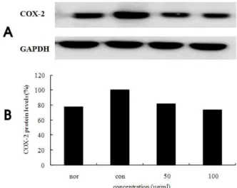 Fig. 10. COX-2 protein expression rate of EtOAC layer isolated from Theobroma cacao L