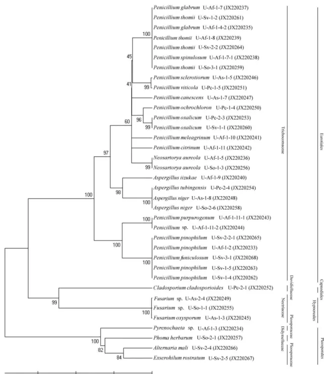 Fig. 2. Phylogenetic analysis of endophytic fungi isolated from Ulleung island. The neighbour joining tree was constructed using 36 taxa