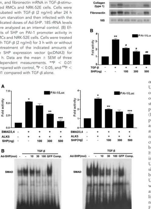 Figure 3. Effect of SHP on TGF-␤-induced PAI-1, type I collagen, and fibronectin  ex-pression in cultured RMCs and NRK-52E cells