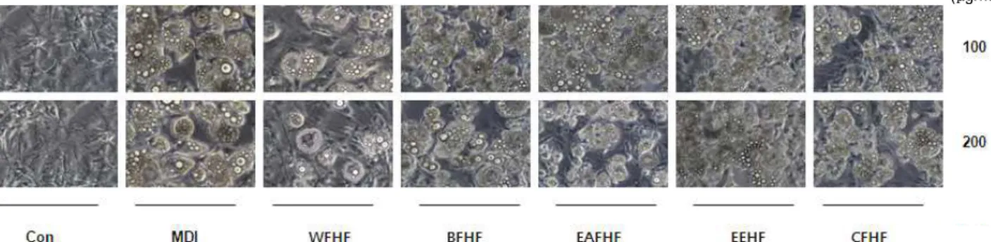 Fig. 3. Effects of H. fusiforme extracts on the microscopic morphological changes of differentiated 3T3-L1 mouse preadipocytes.