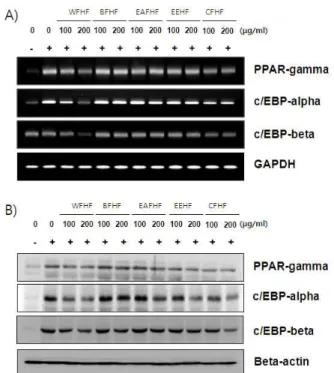 Fig. 5. Inhibitory effects of H. fusiforme extracts on triglyceride accumulation of differentiated 3T3-L1 mouse preadipocytes