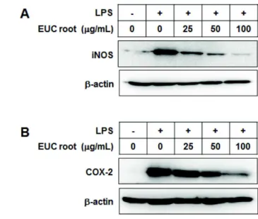 Fig. 3. EUC root extract decreases protein expression of iNOS and COX-2 in LPS-stimulated RAW 264.7 macrophages.
