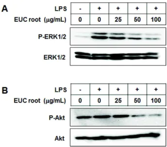 Fig. 4. EUC root extract inhibits the phosphorylation of ERK1/2 and Akt in LPS induced RAW 264.7 cells