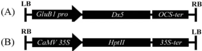 Fig. 1. Vector constructs expressing the Dx 5 (A) and hygromycin phosphotransferase II (B) genes in binary vectors