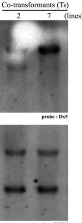 Table 1. Co-transformation efficiency calculated during regeneration in rice transformation experiments