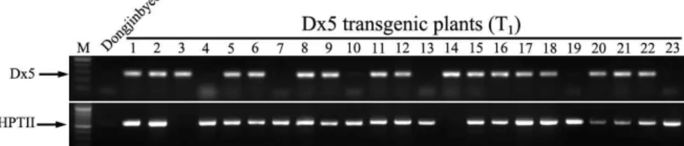 Fig. 4. Expression analysis of the Dx 5 gene from T 1 seeds.
