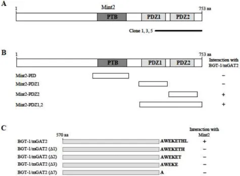 Fig. 1. Identification of the proteins interacting with BGT-1/mGAT2 by yeast two-hybrid screening