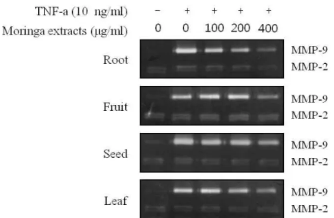 Fig. 2. Effect of extracts from different parts of moringa on TNF- TNF-α -induced MMP-9 activity in HaCaT keratinocyte.