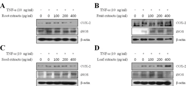Fig. 3. Effect of extracts from different parts of moringa on TNF-α-induced expression of COX-2 and iNOS in HaCaT keratinocyte.
