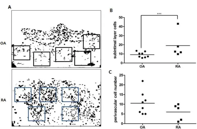 Fig. 4. Photoshop analyses on number of synovial subintimal layer cells and perivascular structure
