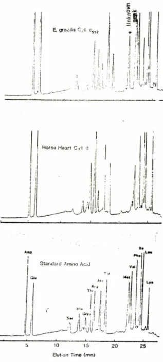 Fig.  5—Separation  of  Amino  Acids  in  the  Hydro- 