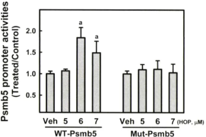 Fig.  5 - Activation of the PsmbS promoter by XH through the ARE. 