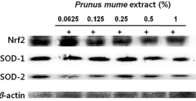 Fig. 5. Inhibitory effect of fruit extract of Prunus mume on mela- mela-nin production in B16-F1 cells stimulated by L-DOPA.