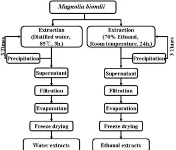 Fig. 1. Procedure for extraction of Magnolia biondii. Water ex- ex-tracts: Magnolia biondii extracted with water, Ethanol extracts: Magnolia biondii extracted with 70% Ethanol.