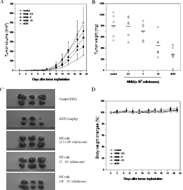 Fig. 2 − Antitumor effect of activated NK cells to NCI-H460-induced lung tumor. NCI-H460 cells were implanted subcutaneously to nude mice (n=6) on day 0