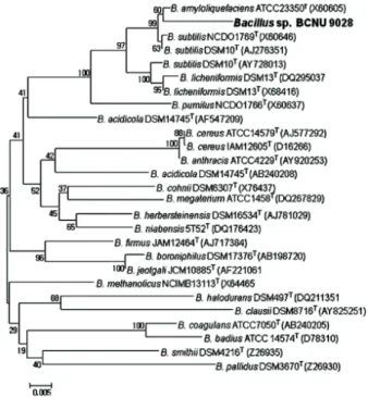 Fig. 1. A phylogenetic tree, showing the position of Bacillus sp . BCNU 9028 among the Bacillus species.
