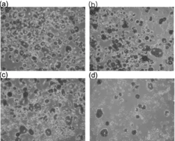 Fig. 6 − Effect of CH 2 Cl 2  fraction from 50% EtOH extract of Triticum aestivum on the triglyceride content in differentiated 3T3-L1 cells
