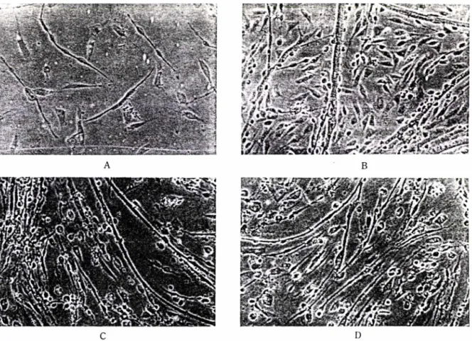 Fig.  1一 The effect of dammarane glycosides of Panax ginseng on the growth of chicken embryonic muscle cells with  a medium consisted of 90% DM EM  and  10% horse serum for 4 days ( x 200)