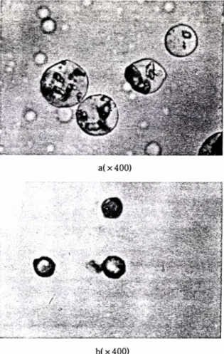 Table  I ᅳ Content  of  indomethacin  (%)  in  pectin-gelatin  microcapsules prepared with  1%,  1.5% and 2% 