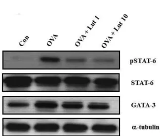 Fig. 4. The effect of lutein on expressions of STAT-6 and GATA-3 in the lung tissues of OVA-sensitized and OVA-challenged mice