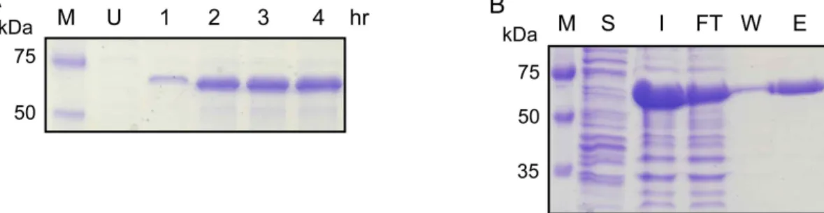 Fig. 4. Expression and purification of LipT. (A) LipT was expressed in E. coli BL21 (DE3) upon 1 mM IPTG induction