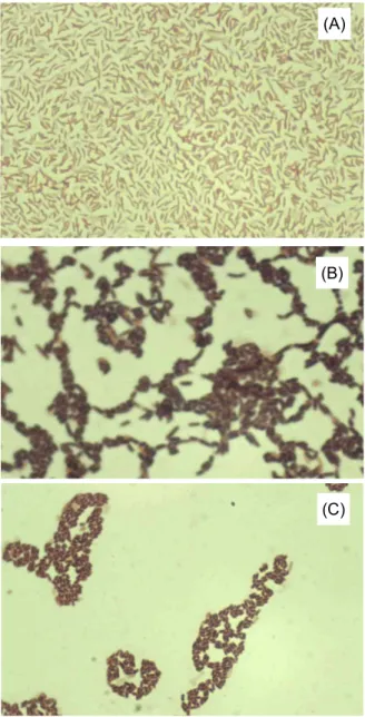 Fig. 4. Light micrograph of isolated three strains after Gram staining (x1,000). (A) FAM 10, (B) FAM 114, and (C) FAM 115.