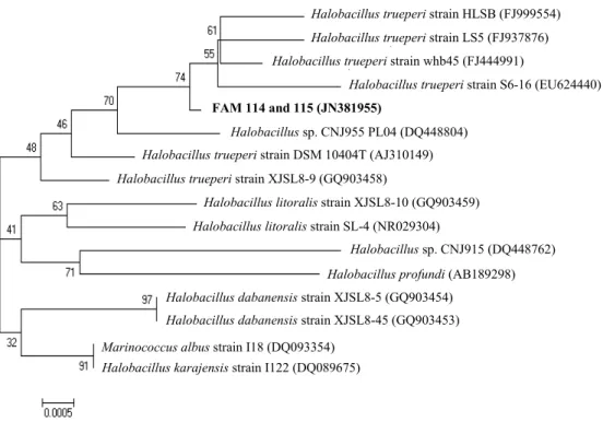 Fig. 8. Phylogenetic tree of strain FAM 114 and 115 . The 16S rRNA sequence was analyzed and compared with nucleotide sequence database using BLAST program