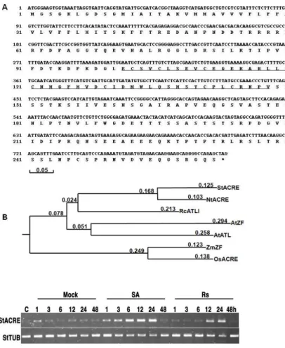 Fig. 1. Nucleotide sequence and phylogenetic rela- rela-tionship of amino acid sequence of StACRE.