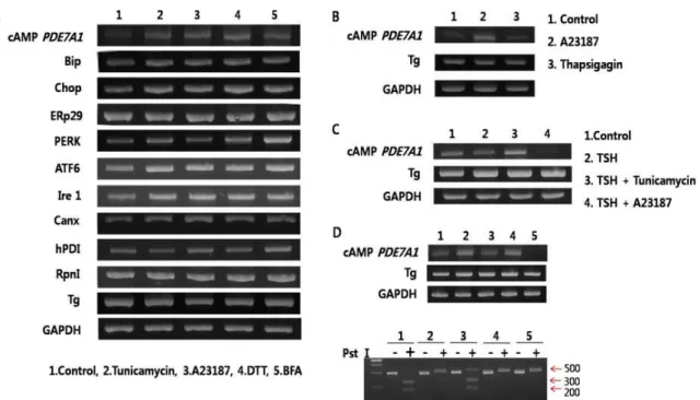 Fig. 1. Expression of cAMP phosphodiesterase 7A1 (cAMP PDE7A1) gene by endoplasmic reticulum (ER) stresses