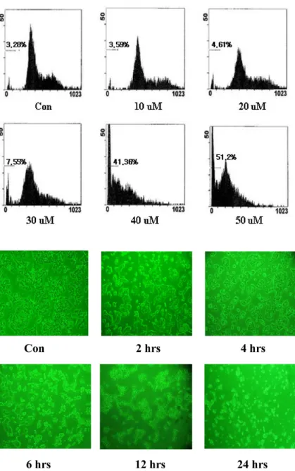 Fig. 3. Identification of cell death by sub-G1 analy- analy-sis (%: percent of dead cells)