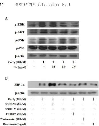 Fig. 3. Effect of bee venom on CoCl 2 -induced signaling leading to the expression of HIF-1α in HCT116 cells