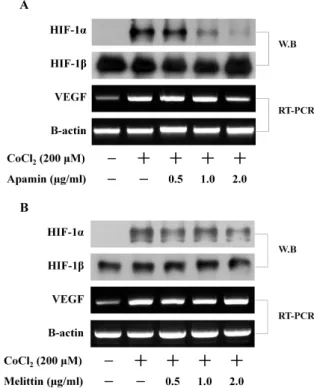 Fig. 4. Effect of components of bee venom, apamin and melittin, on CoCl 2 -induced HIF-1α and VEGF mRNA expression HCT116 cells