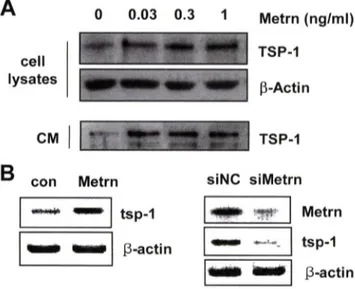 Fig.  2 -  Meteorin  controls  the  transcriptional  expression  of  TSP-1  in  astrocytes