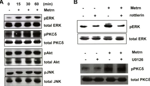 Fig.  4 - Meteorin activates PKCS and ERKl/2 in astrocytes. (A) Human astrocytes were treated with purified Meteorin protein for indicated  time and phophorylation of kinases at each time were examined by western blot analysis