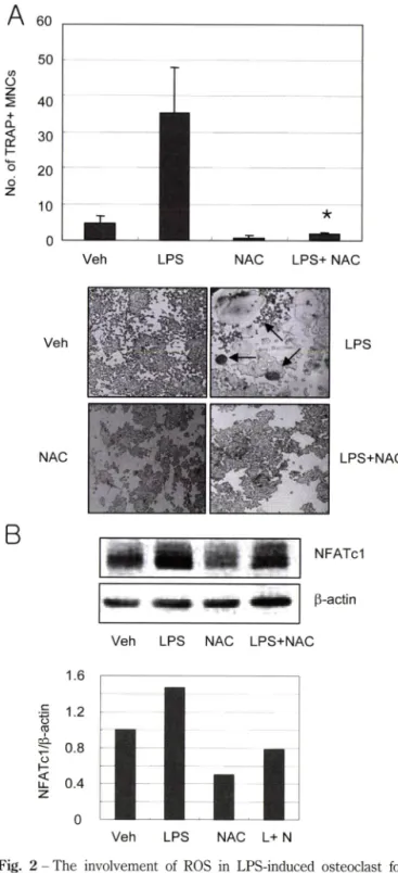 Fig.  1  - Effects  of LPS on the concentration of ROS in osteoclast  precursor cells
