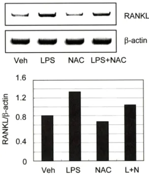 Fig.  4 - The involvement of ROS in LPS-induced RANKL expres­