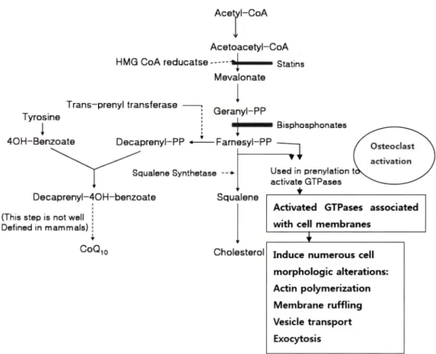 Fig.  1 - Cholesterol  synthesis  and  osteoclast  activation.