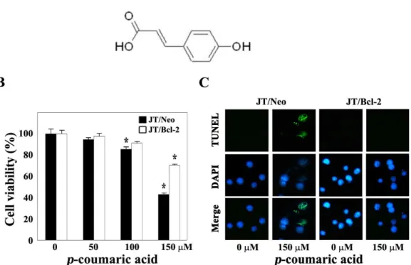 Fig. 1. Chemical structure of p -coumaric aicd (A), and effect of p -coumaric acid on cell viability (B), and DNA fragmentation (C) in Jurkat T cell clone transfected with vector (JT/Neo) and Jurkat T cell clone transfected with Bcl-2 gene (JT/Bcl-2)