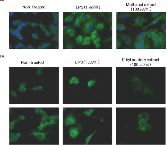 Fig. 6. Translocation of NF-κB in LPS-induced RAW264.7 cells. (A) The cells were cultured with methanol extract of P