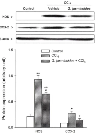 Fig.  4 - Effect of  G. jasminoides  (30 mg/kg) on the mRNA expression  of TNF-a,  iNOS  and  COX-2