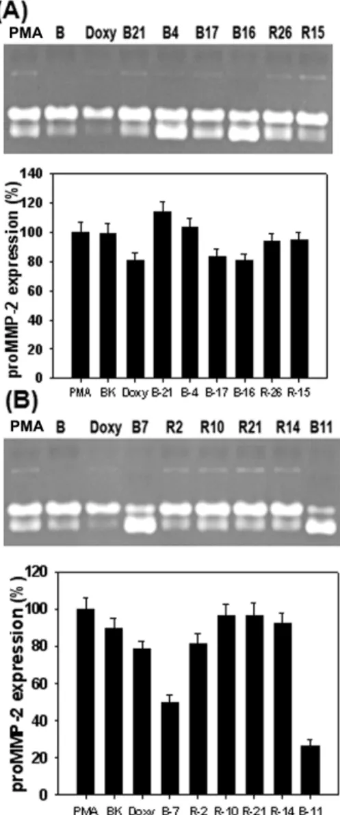Fig. 2. Effects of seaweeds methanolic extracts on activities of MMP-2 and MMP-9 from HDFs