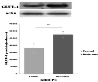 Table 3. The changes of GLUT-4 protein expression in soleus (unit: optical density) Control Group
