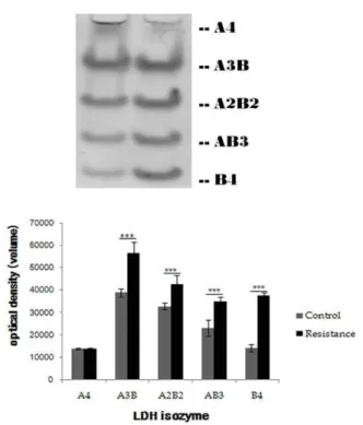 Table 5. LDH isozymes expression in soleus (unit: optical density)