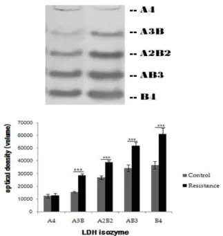 Fig. 6. LDH isozymes expression in gasrtocnemius. Values are mean±SD and are presented as a absolute value of protein volume